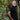 Albion Polo - 15396 - 81273 - Hammer Made