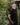 Albion Polo - 15396 - 81273 - Hammer Made