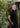 Albion Polo - 15396 - 81273 - Hammer Made