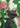 Palisade - 15366 - 81135 - Hammer Made