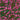 Pink & Green Paisley Socks - REF 44533 PL - 80763 - Hammer Made