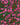 Pink & Green Paisley Socks - REF 44533 PL - 80763 - Hammer Made